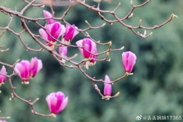 【圖說(shuō)淮南】——一樹(shù)繁花