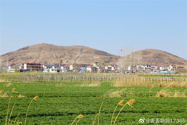 圖說(shuō)淮南——麥田