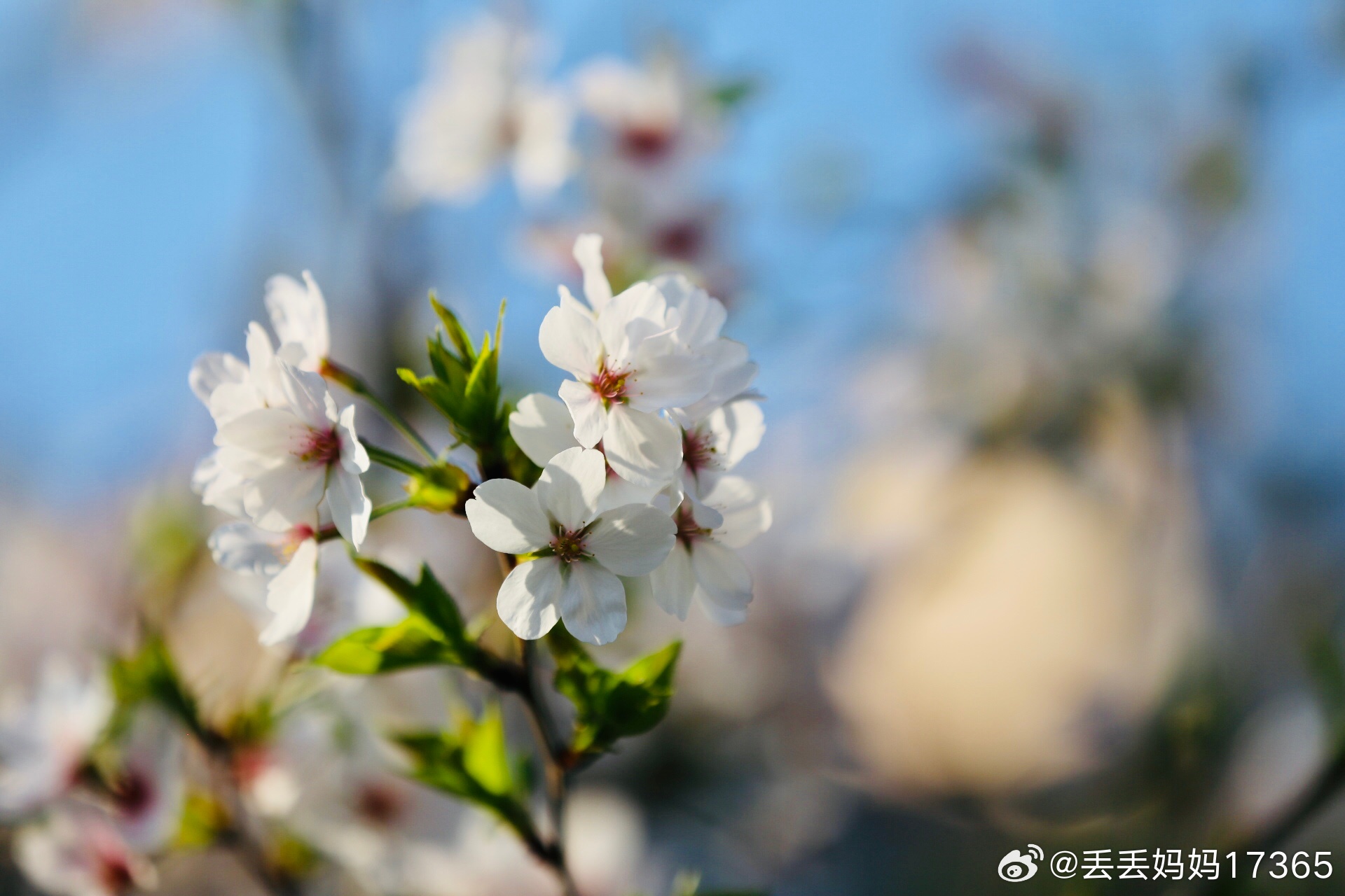 【圖說(shuō)淮南】——四月你好