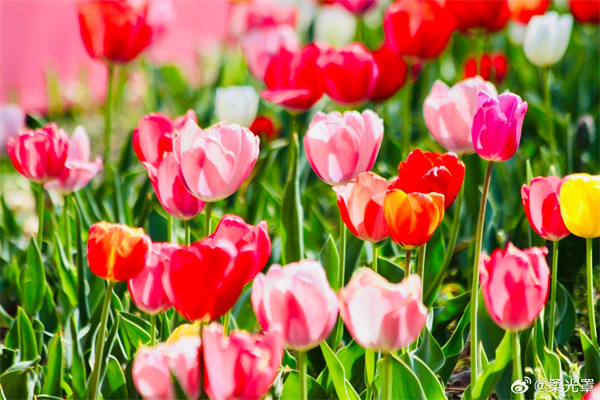 【圖說(shuō)淮南】——春天的色彩