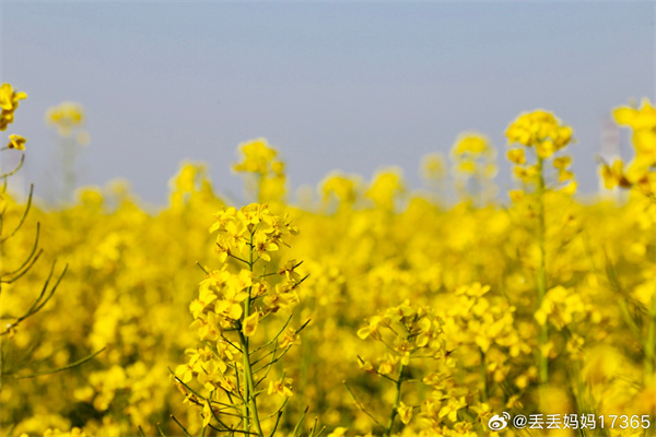 【圖說(shuō)淮南】——花海之約