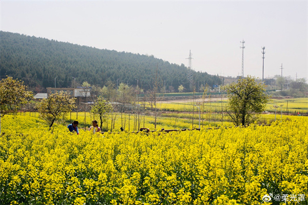 【圖說(shuō)淮南】——油菜花開(kāi)滿(mǎn)地金 
