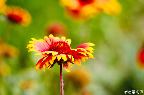 【圖說(shuō)淮南】——花兒朵朵開(kāi)