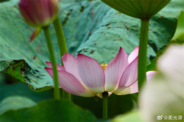 【圖說(shuō)淮南】——夏荷