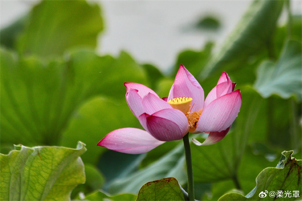 【圖說(shuō)淮南】——映日荷花別樣紅