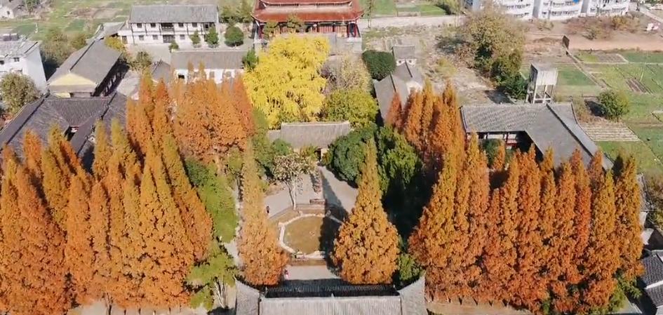 壽縣報恩寺，滿(mǎn)地金黃正當時(shí)