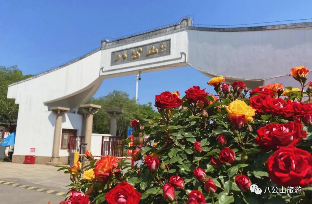 玫瑰花開(kāi)，繽紛五月相約八公山